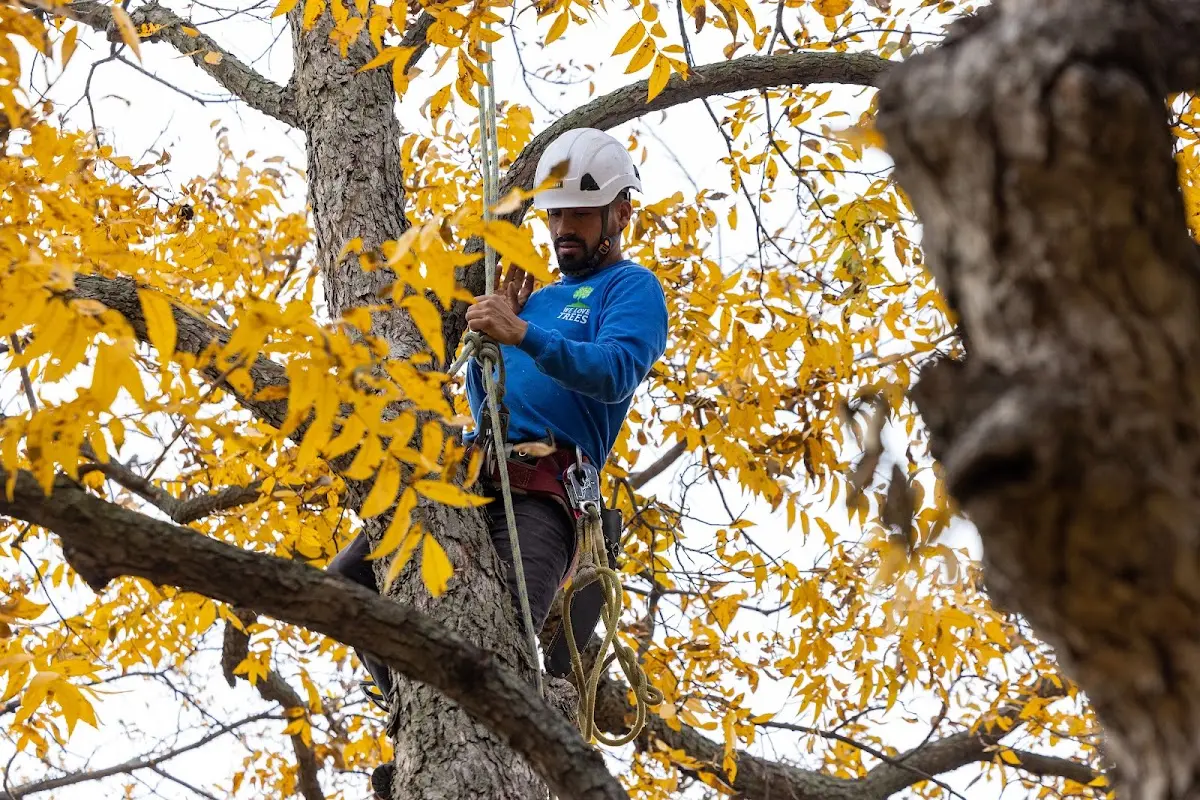 Skilled Tree Planing crew working in Cheraw